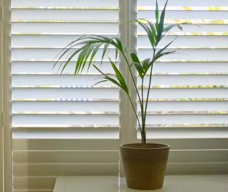 Picture of plant in front of a indoor window shutter at home in Cardiff